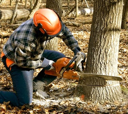 Tree Removal in Waterville, VT